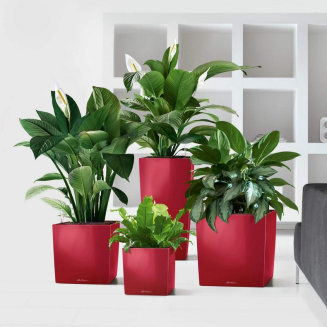  Lechuza Cube Premium 30 flowerpot | 40 | 50 red gloss - 9