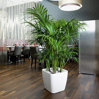  Lechuza Quadro Premium LS 21 flowerpot | 28 | 35 | 43 | 50 red gloss - 12