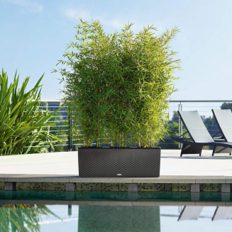  Lechuza Trio Cottage 30 planter | 40 granite - 7