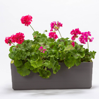 PLASTIA BERBERIS Donica samonawadniająca prostokątna 60x20 cm szary - 3