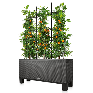  Lechuza Trio Cottage 30 planter | 40 mocha - 10