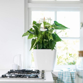  Lechuza Quadro Premium LS 21 flowerpot | 28 | 35 | 43 | 50 white gloss - 10
