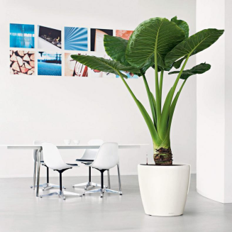  Lechuza Classico Premium LS 21 flowerpot | 28 | 35 | 43 | 50 silver metallic - 13