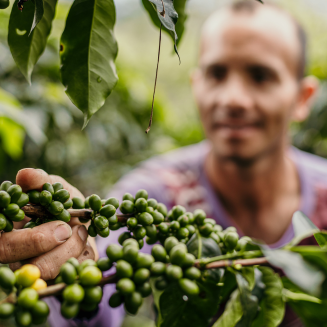 Kawa ziarnista Independent Alliance for Better Coffee Columbia Dulima Snow Queen - 4