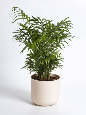 PLASTIA TOLITA Doniczka samonawadniająca okrągła z wkładem 16 cm kremowy