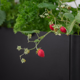  Eva Solo Simply Grow Self-Watering Planter - 7