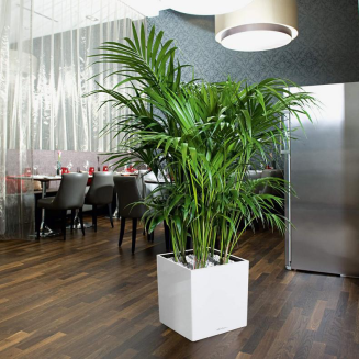  Lechuza Cube Premium 30 flowerpot | 40 | 50 white gloss - 11