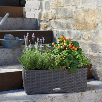  Lechuza Balconera Cottage 50 planter | 80 graphite black - 12
