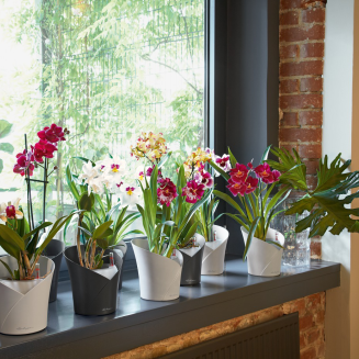  Lechuza Orchida Color orchid pot, gray - 5