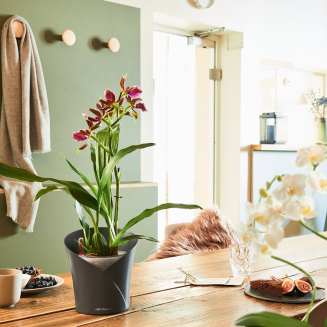  Lechuza Orchida Color orchid pot, gray - 2