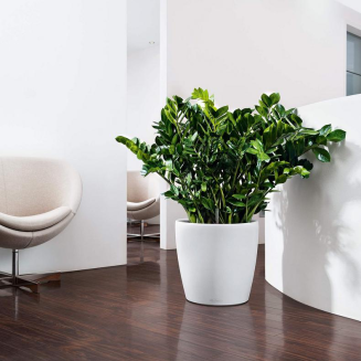 Lechuza Classico Color 18 flowerpot | 21 | 28 | 35 | 43 | 60 | 70 sand brown - 16