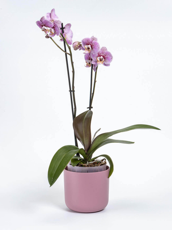 PLASTIA TOLITA AIR Donica samonawadniająca okrągła 16 cm różowy