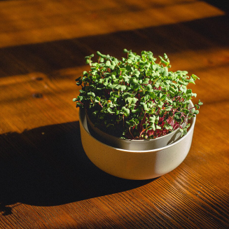 PLASTIA MICROGREENS Zestaw startowy do uprawy mikroliści - 2