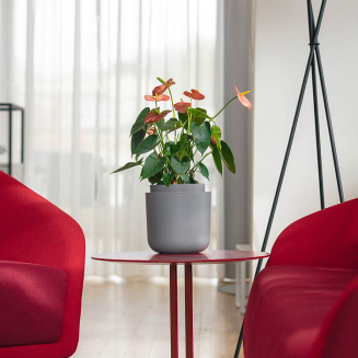 PLASTIA TOLITA Donica samonawadniająca okrągła 16 cm szary - 6