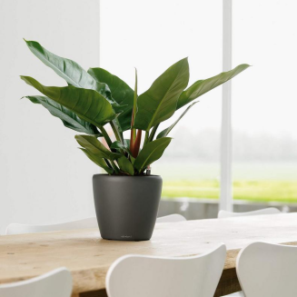  Lechuza Classico Premium LS 21 flowerpot | 28 | 35 | 43 | 50 anthracite metallic - 9