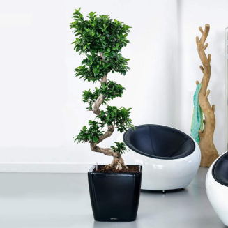  Lechuza Quadro Premium LS 21 flowerpot | 28 | 35 | 43 | 50 anthracite metallic - 11