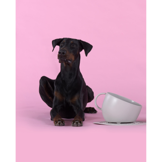 Miska dla psa United Pets Cup 2500 ml taupe - 4