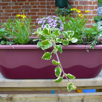 PLASTIA MARETA Donica samonawadniająca prostokątna 60x20 cm różowy - 2