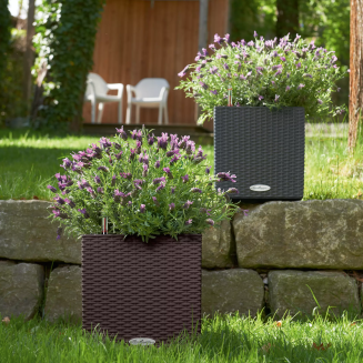  Lechuza Cube Cottage 30 planter | 40 | 50 graphite black - 10