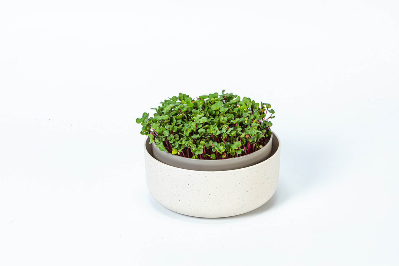 PLASTIA MICROGREENS Kiełkownica 16 cm beżowy