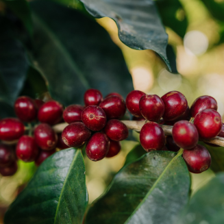 Kawa ziarnista Independent Alliance for Better Coffee Gwatemala Blue Ayarza - 2