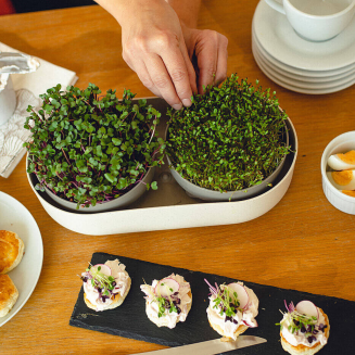 PLASTIA MICROGREENS Kiełkownica + pojemnik z filtrem 30.5x16 cm beżowy - 4