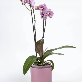 PLASTIA TOLITA AIR Donica samonawadniająca okrągła 16 cm beżowy - 5