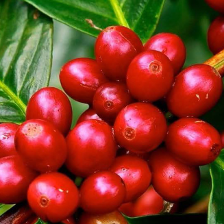 Kawa ziarnista Independent Alliance for Better Coffee Brazil Eagle Monte Carmelo - 2