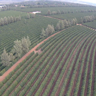 Kawa ziarnista Independent Alliance for Better Coffee Brazil Eagle Monte Carmelo - 3