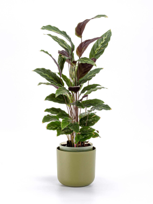 PLASTIA TOLITA Donica samonawadniająca okrągła 16 cm zielony