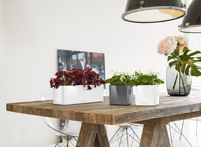 Herbs at Your Fingertips. Discover 5 Best Planters for Indoor Gardening.