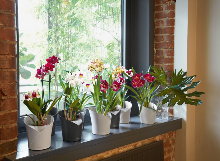 Grow your orchids correctly. Lechuza's guide.