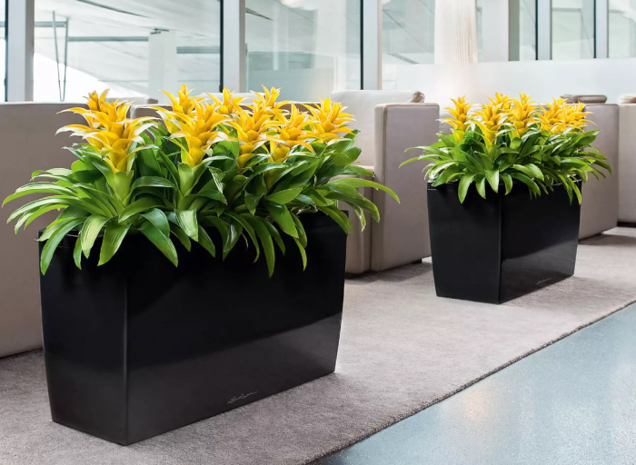 Discover the elegant and practical Lechuza Cararo planters.